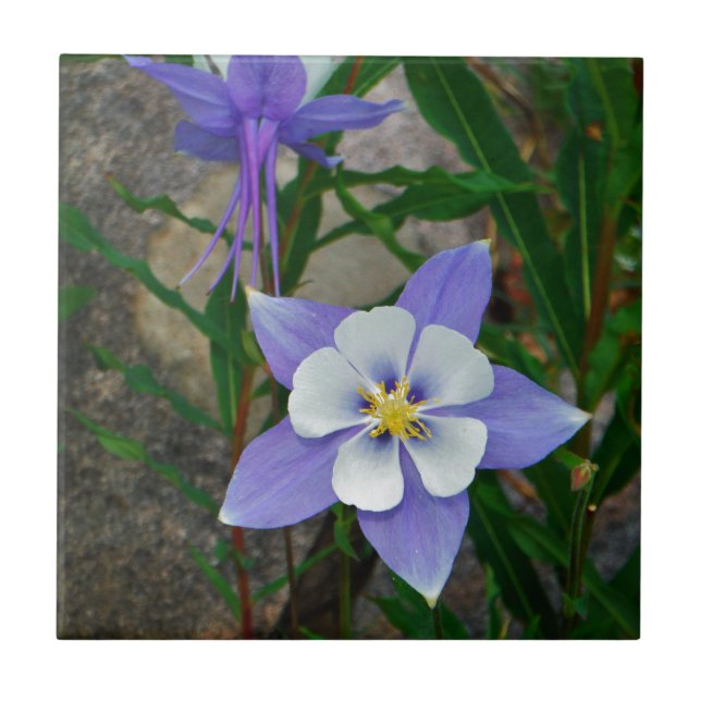 Blue columbine tile (Front)