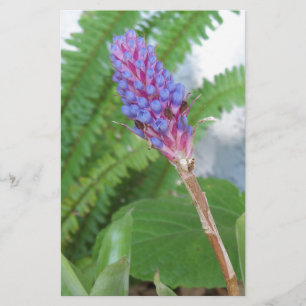 Blue Cone Bromeliad flower