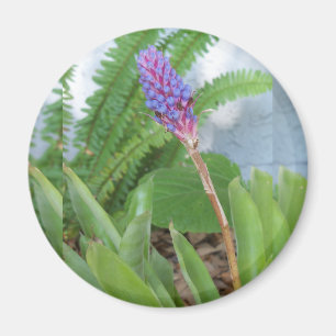 Blue Cone Bromeliad flower Magnet