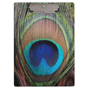 Blue Copper Peacock Feather Close-Up Clipboard