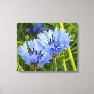 blue cornflower canvas print