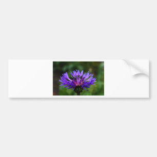 Blue Cornflower Flower Blossoms Peace Love Destiny Bumper Sticker