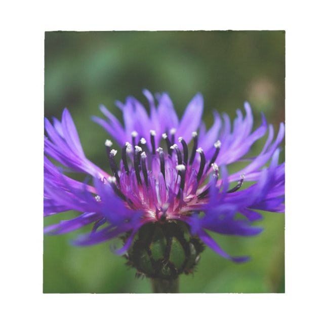 Blue Cornflower Flower Blossoms Peace Love Destiny Notepad (Front)