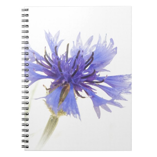 Blue Cornflower Photo - Spiral Notebook (Front)