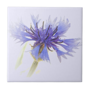Blue Cornflower Photo - Tile