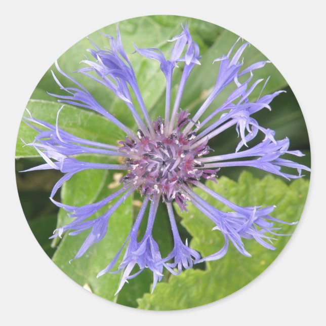 Blue Cornflower Sticker (Front)