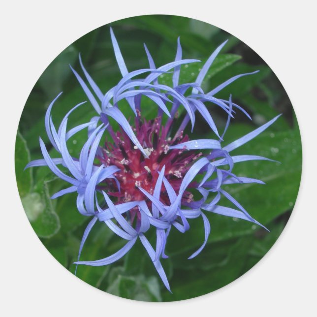 Blue Cornflower sticker (Front)