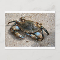 Blue Crab Crawling