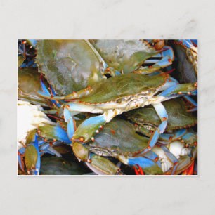 Blue Crab Postcard