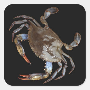 Blue Crab Square Sticker