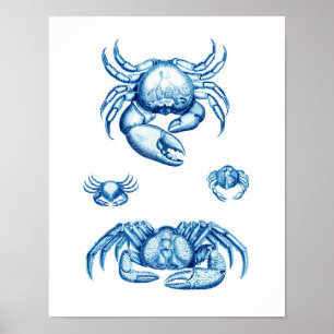 Blue Crabs Antique Sealife Crustaceans Print No.1