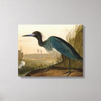 Blue Crane Heron Audubon Print Coastal Art