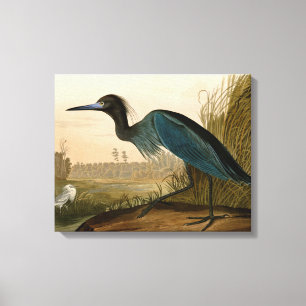 Blue Crane Heron Audubon Print Coastal Art