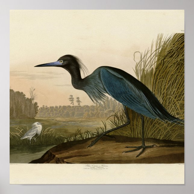 Blue Crane Heron Audubon Print Coastal Art (Front)