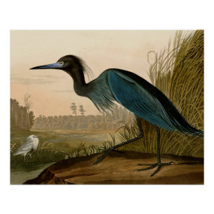 Blue Crane Heron Audubon Print Coastal Art