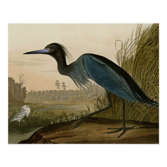 Blue Crane Heron Audubon Print Coastal Art (Front)