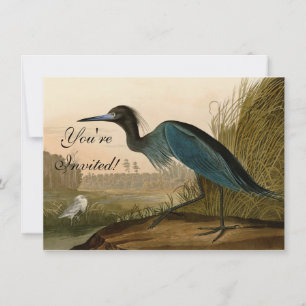 Blue Crane Heron Audubon Print Coastal Art Invitation