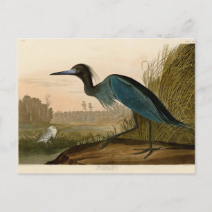 Blue Crane Heron Audubon Print Coastal Art Postcard