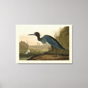 Blue Crane, Heron, from Audubon's Birds of America Canvas Print