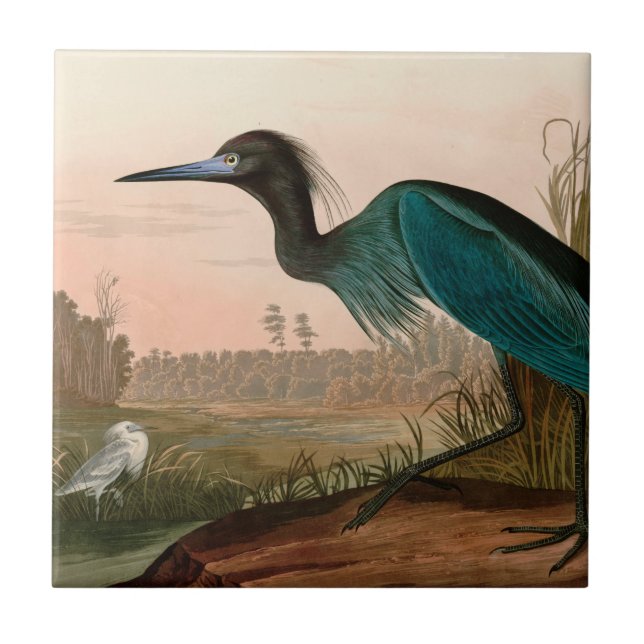 Blue Crane or Heron Birds of America Audubon Print Tile (Front)