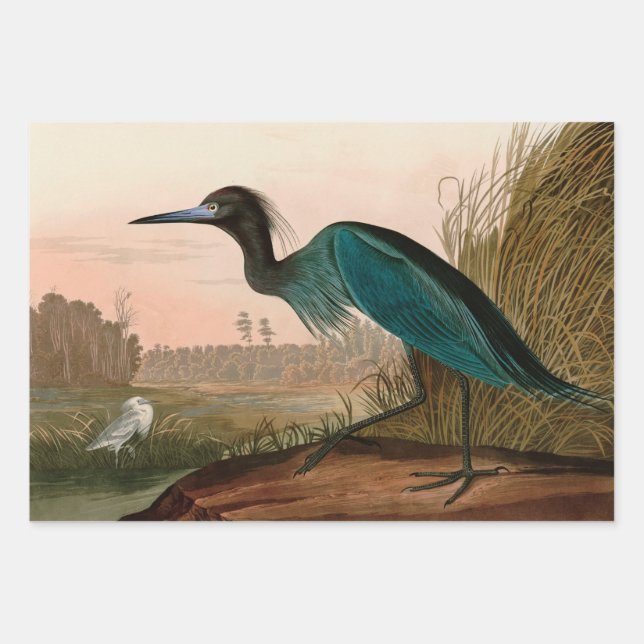 Blue Crane or Heron Birds of America Audubon Print Wrapping Paper Sheet (Front)