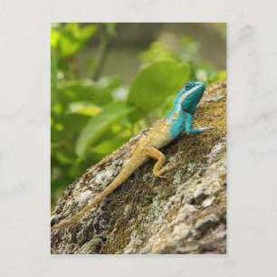 Blue-Crested Lizard Calotes Mystaceus Postcard