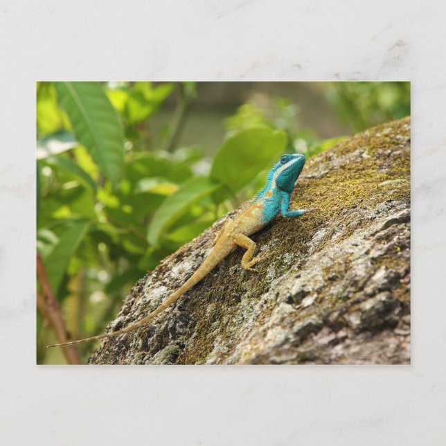 Blue-Crested Lizard Calotes Mystaceus Postcard (Front)