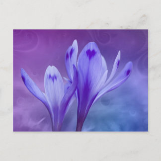 blue crocus postcard
