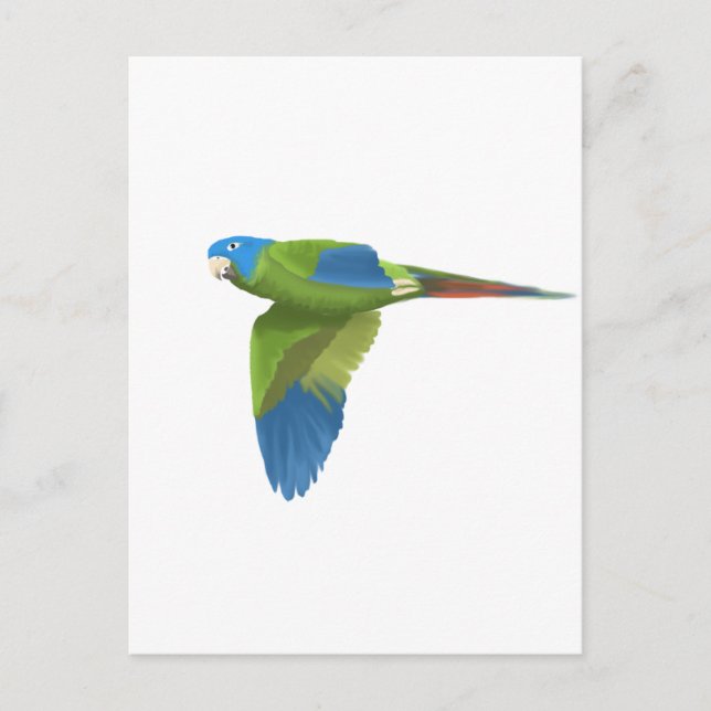 Blue-crowned Conure Postcard (Front)