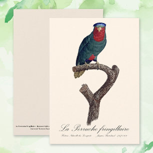 Blue-Crowned Lorikeet, Vini Australis Thank You Card