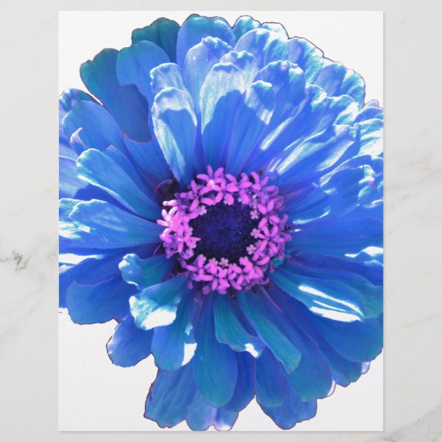 Blue daisy blue floral photo (Front)