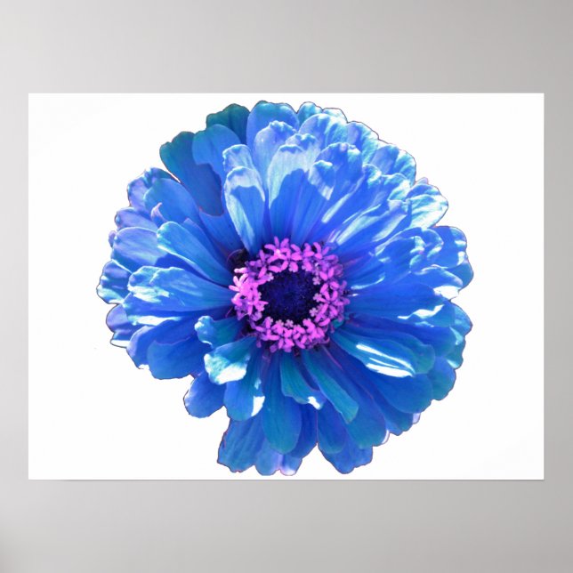 Blue daisy blue floral photo  poster (Front)