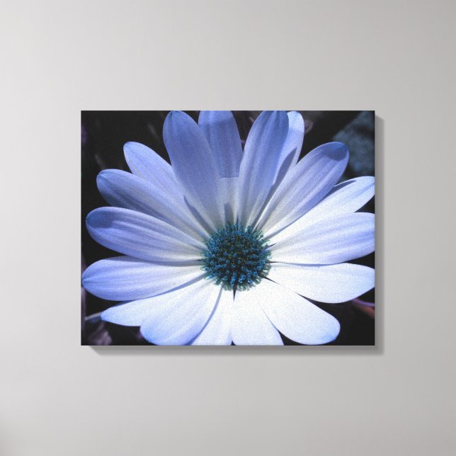 Blue Daisy Flower Canvas Print (Front)