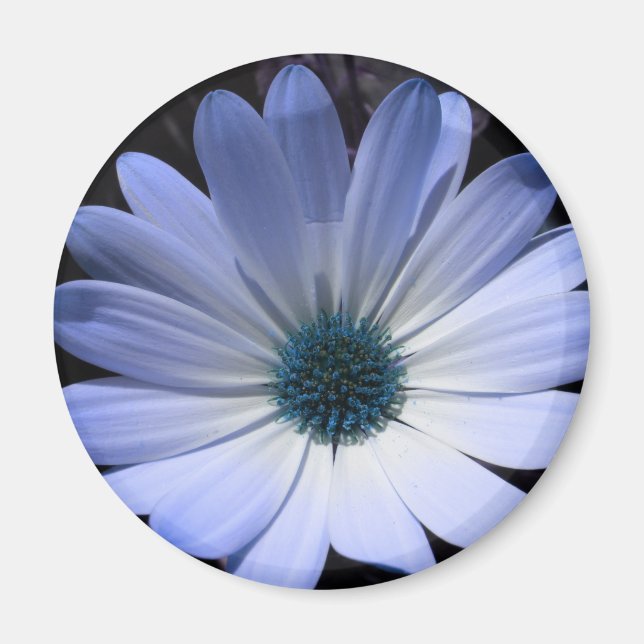 Blue Daisy Flower Magnet (Front)