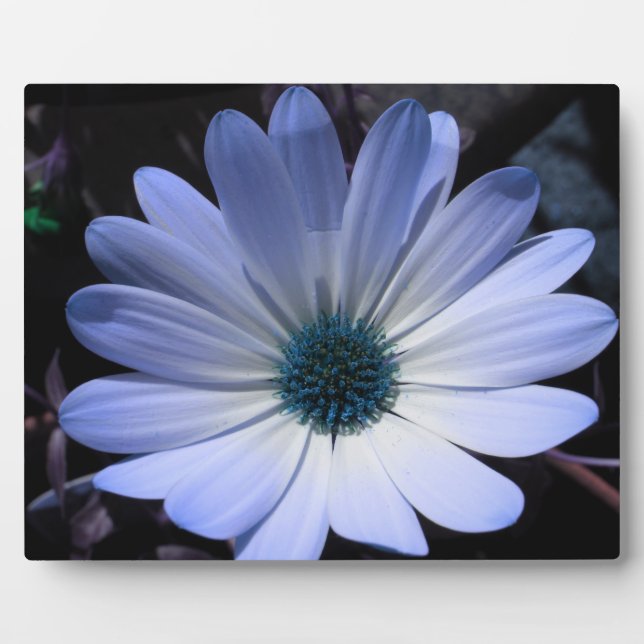 Blue Daisy Flower Plaque (Front)