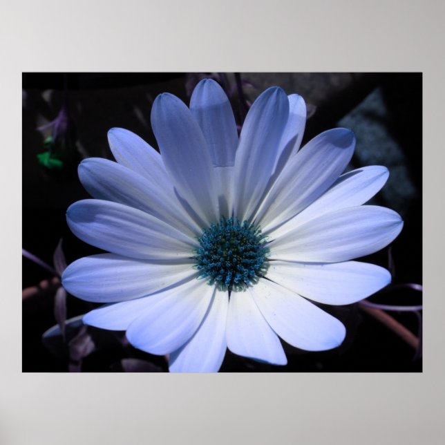 Blue Daisy Flower Poster (Front)