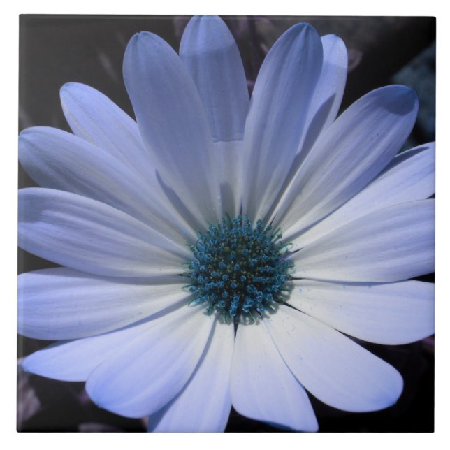 Blue Daisy Flower Tile (Front)