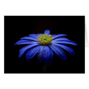 Blue Daisy Gerbera Flower on a Black background