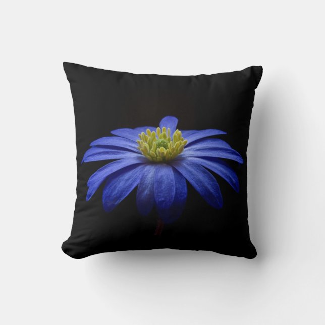Blue Daisy Gerbera Flower on a Black background Cushion (Front)