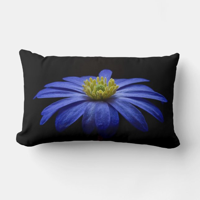 Blue Daisy Gerbera Flower on a Black background Lumbar Cushion (Front)