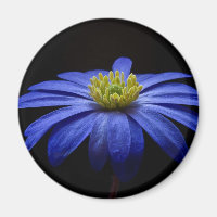 Blue Daisy Gerbera Flower on a Black background