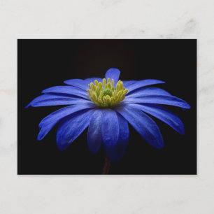 Blue Daisy Gerbera Flower on a Black background Postcard
