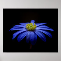 Blue Daisy Gerbera Flower on a Black background