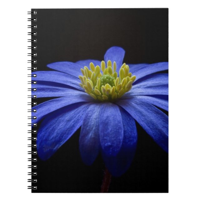 Blue Daisy Gerbera Flower on a Black background Spiral Notebook (Front)