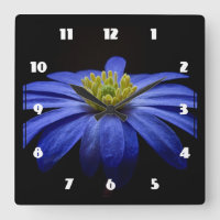 Blue Daisy Gerbera Flower on a Black background