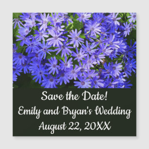 Blue Daisy-like Flowers