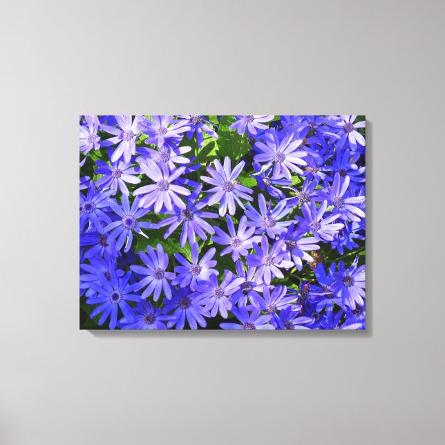 Blue Daisy-like Flowers Nature Photography Canvas Print (Front)