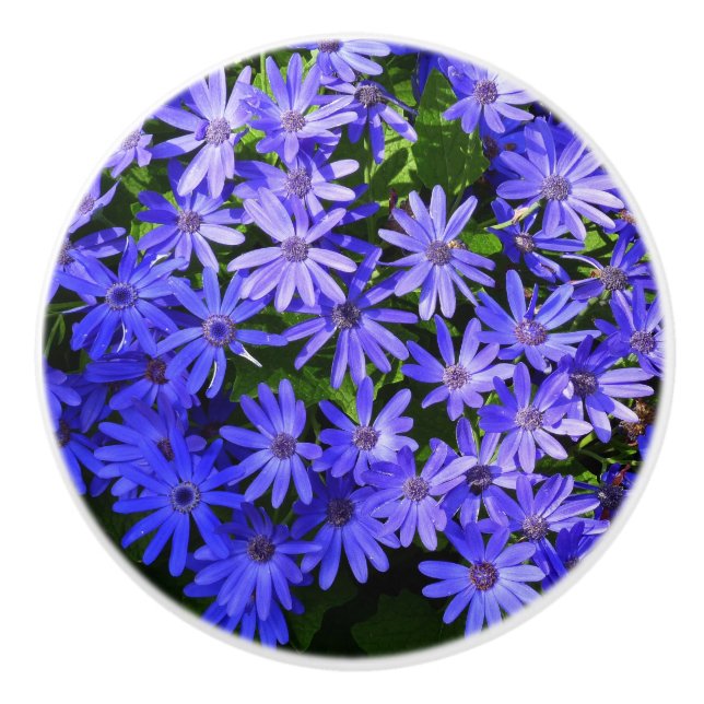 Blue Daisy-like Flowers Nature Photography Ceramic Knob (Front)