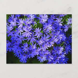 Blue Daisy-like Flowers Nature Photography Postcard