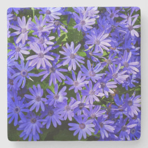 Blue Daisy-like Flowers Nature Photography Stone Coaster